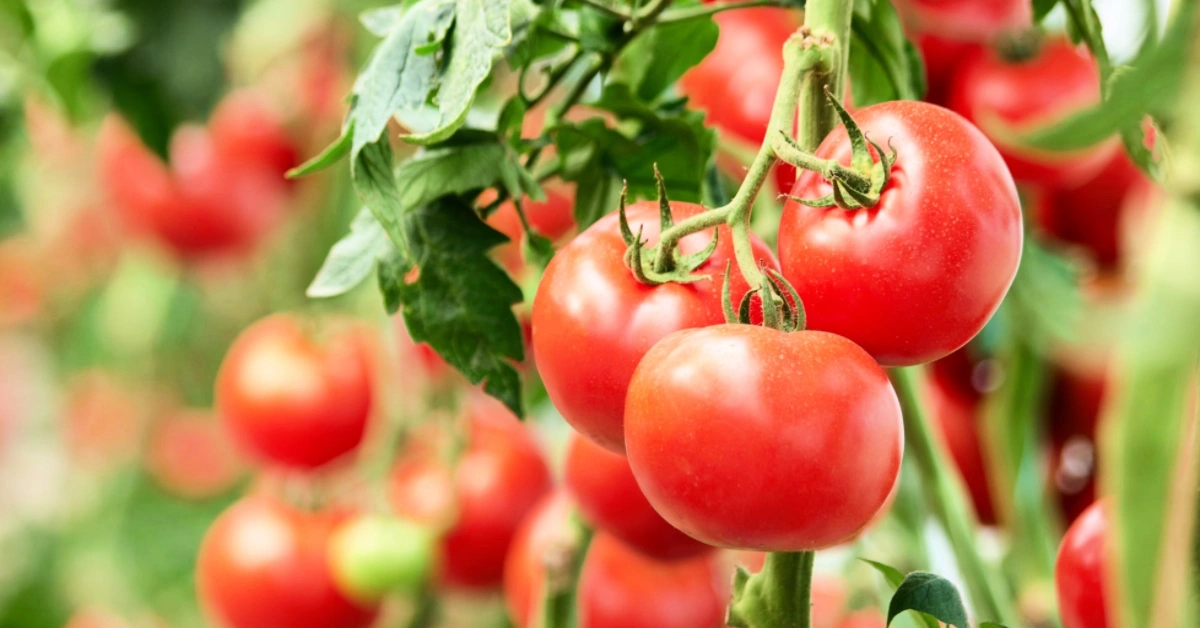 Tomato Companion Planting 2025